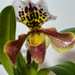 Orhideja Paphiopedilum Amerika 6