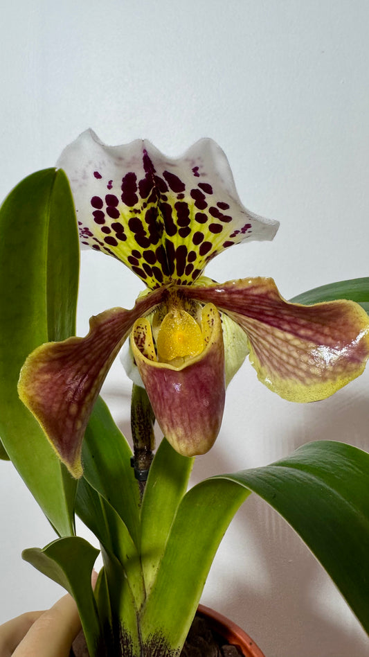 Orhideja Paphiopedilum Amerika 6