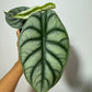 Alocasia 'Silver Dragon'