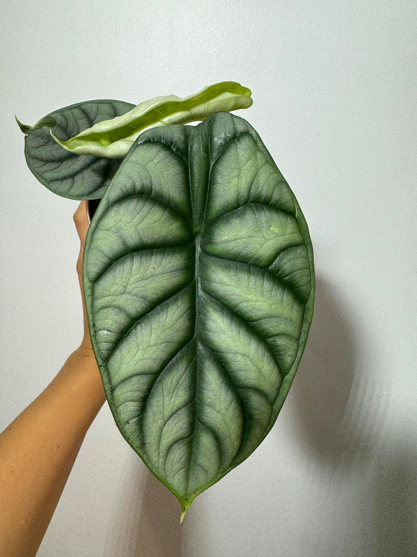 Alocasia 'Silver Dragon'