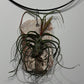 Gaisa augs Tillandsia Air plant 4