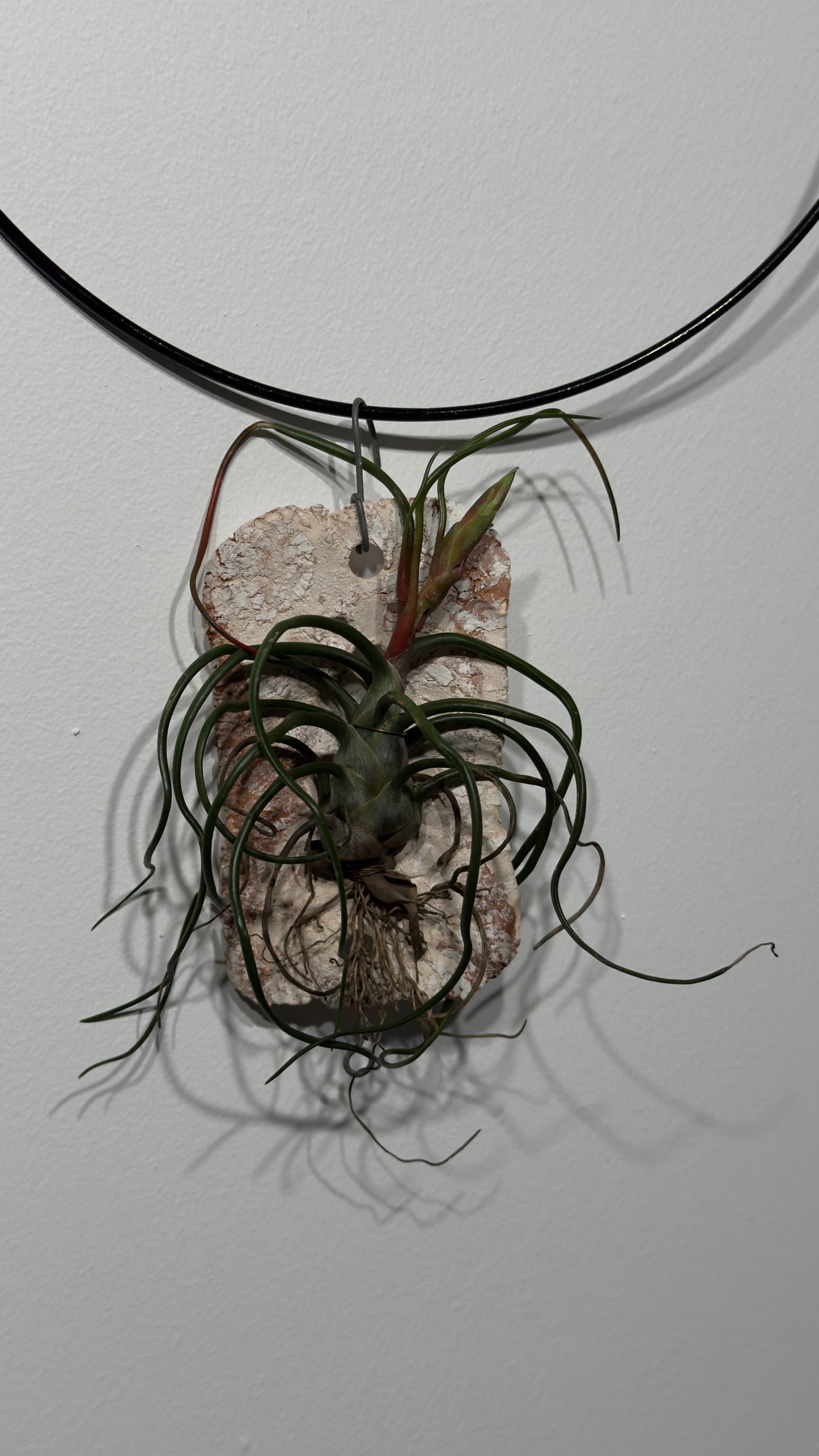 Gaisa augs Tillandsia Air plant 4