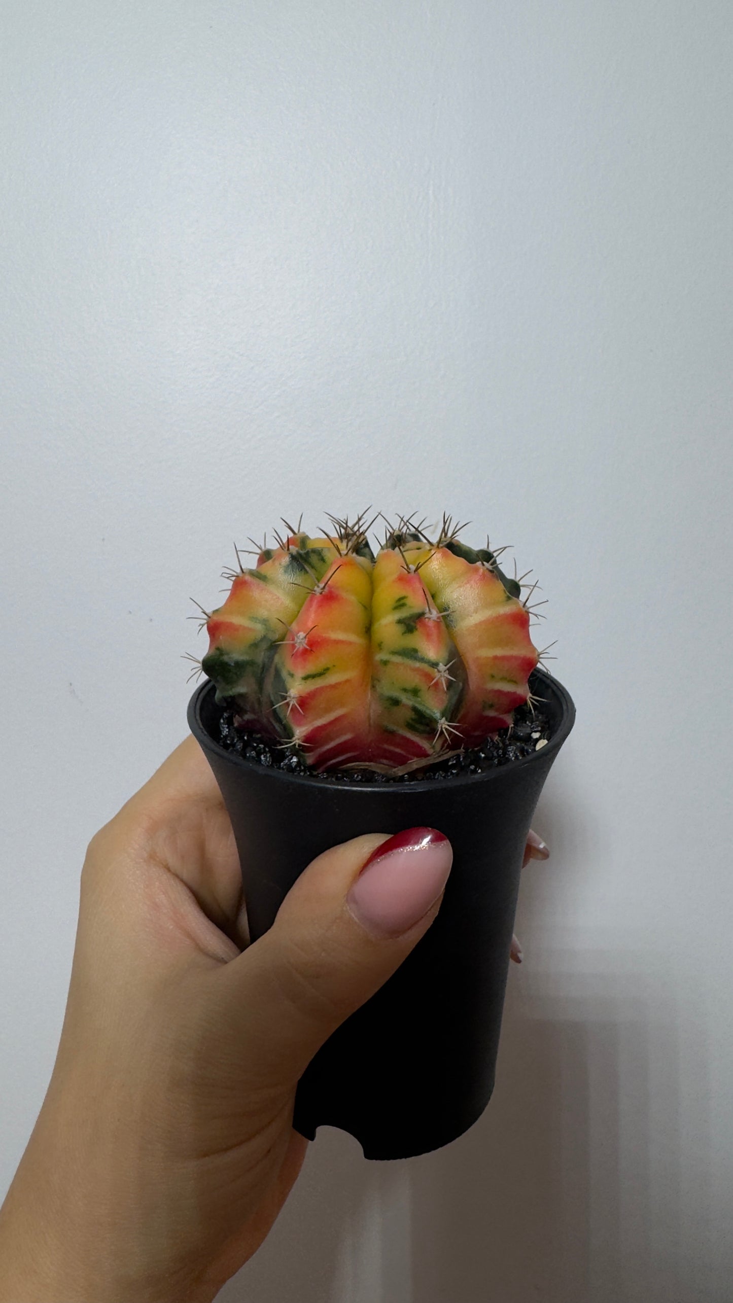 Gymnocalycium mihanovichii variegata