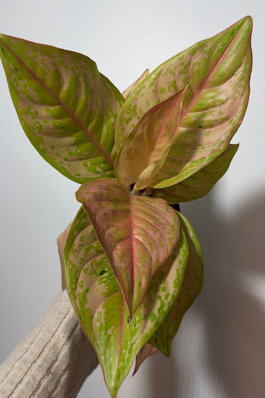 Aglaonema 5