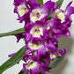 Dendrobium Orchid