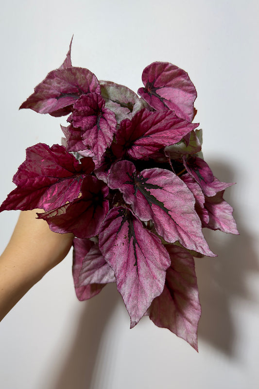 Begonia Beleaf 3