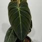 Philodendron melanochrysum