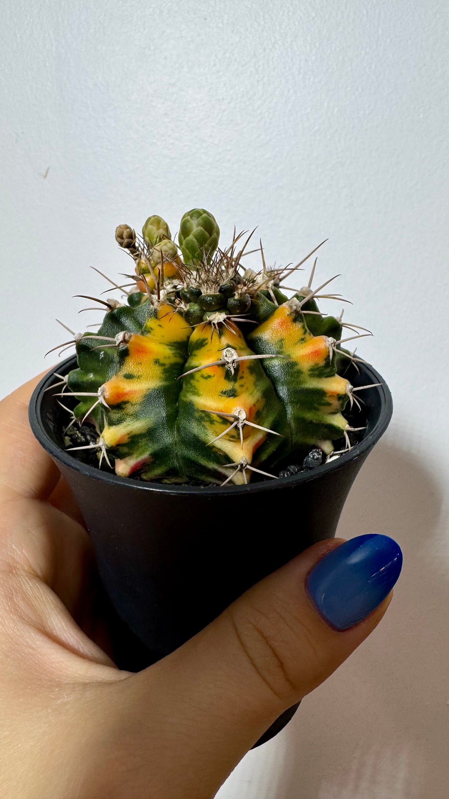 Gymnocalycium mihanovichii variegata