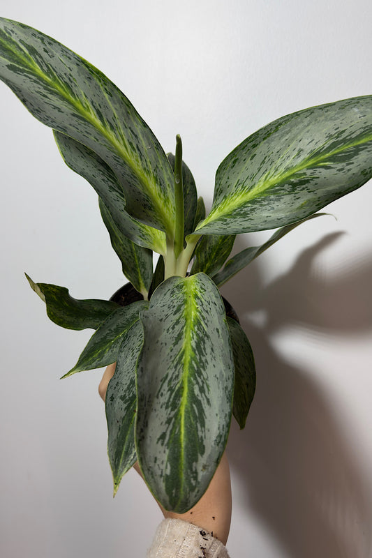 Aglaonema 3