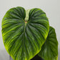 Philodendron Plowmanii