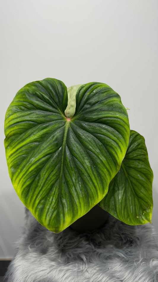 Philodendron Plowmanii