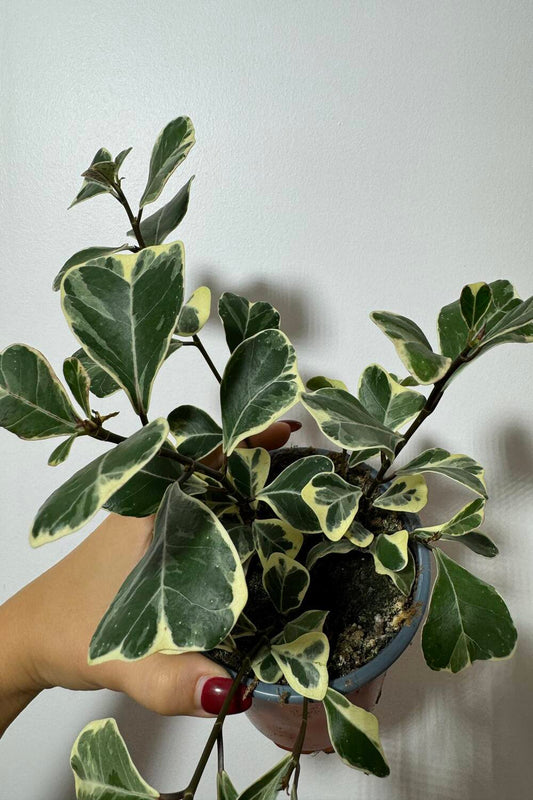 Ficus Triangularis Variegated