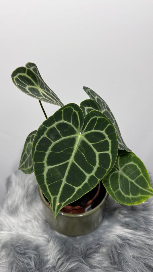 Anthurium Clarinervium