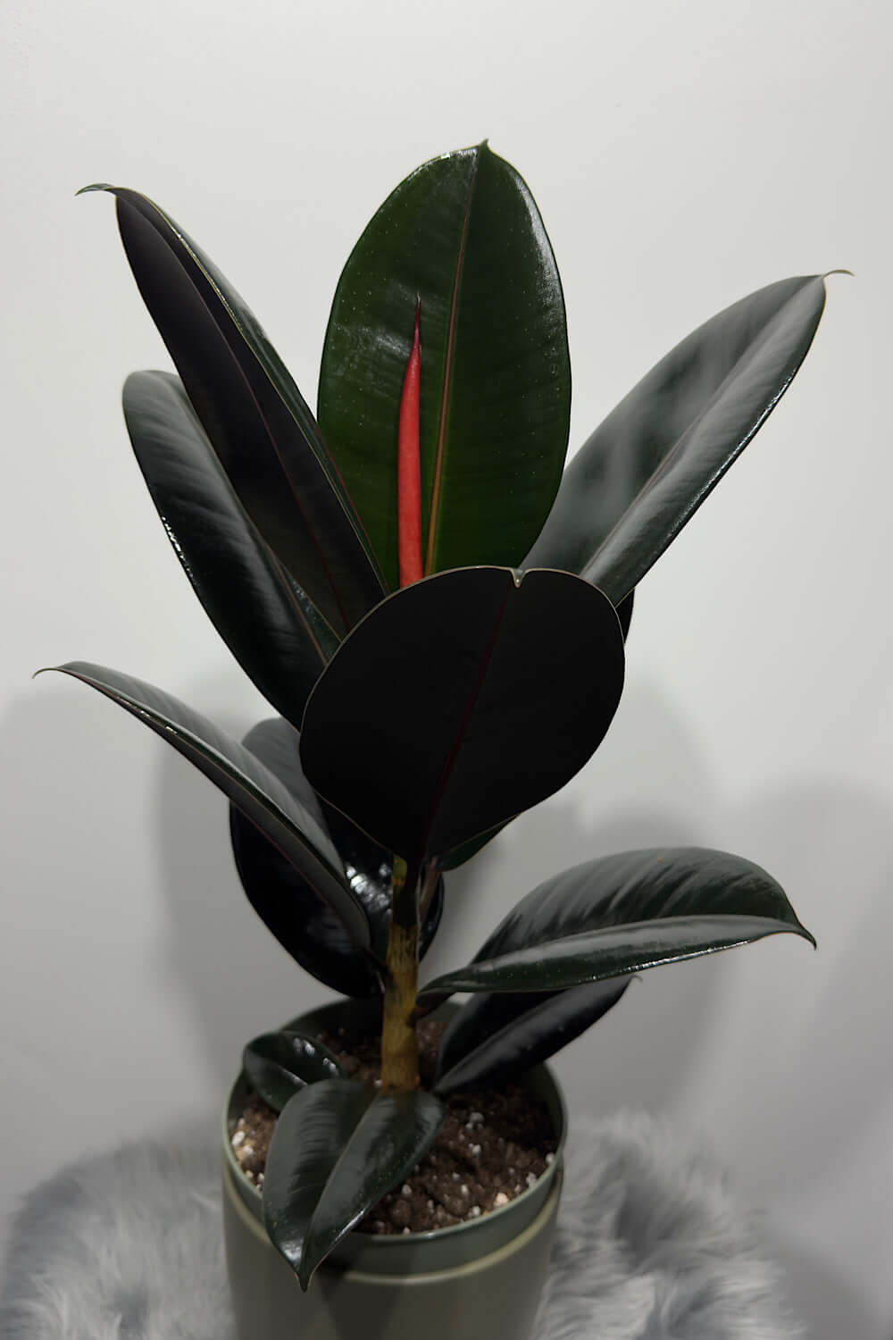 Ficus elastica Abidjan