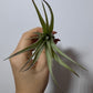 Gaisa augs Tillandsia Air plant 10