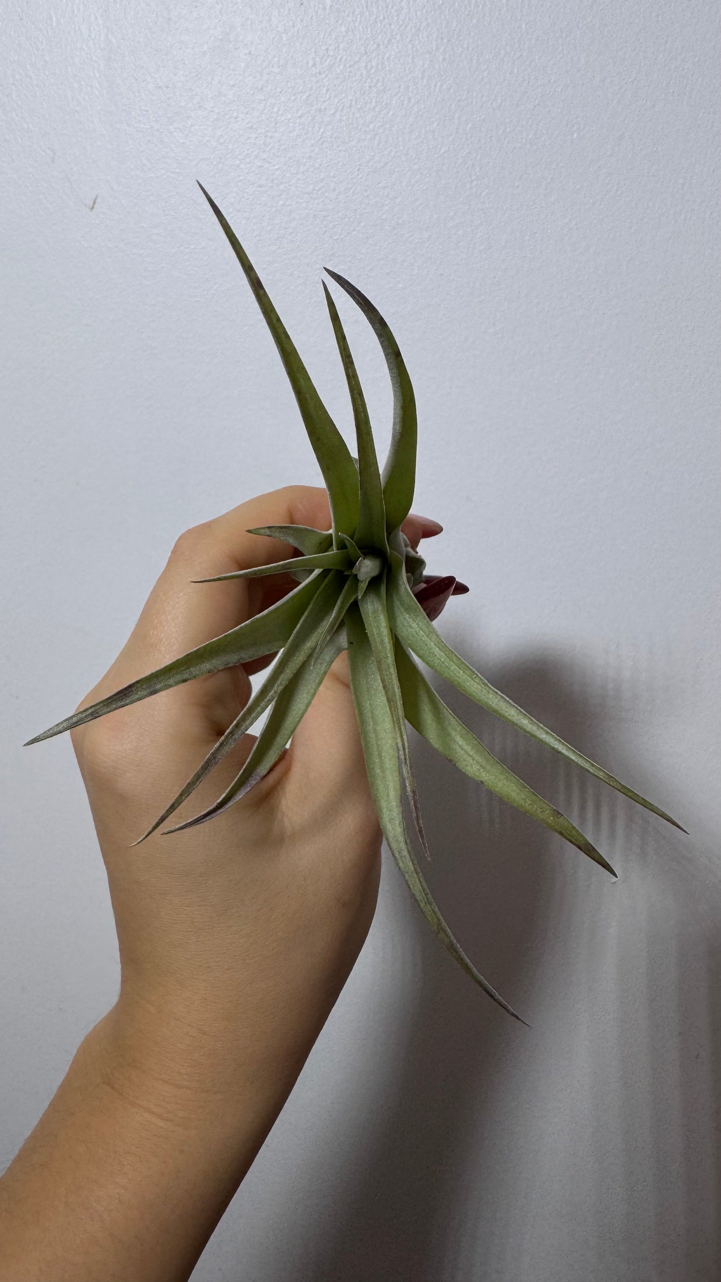 Gaisa augs Tillandsia Air plant 10