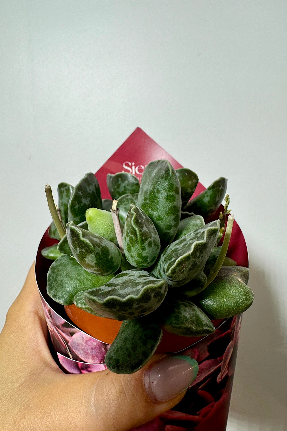 Adromischus7