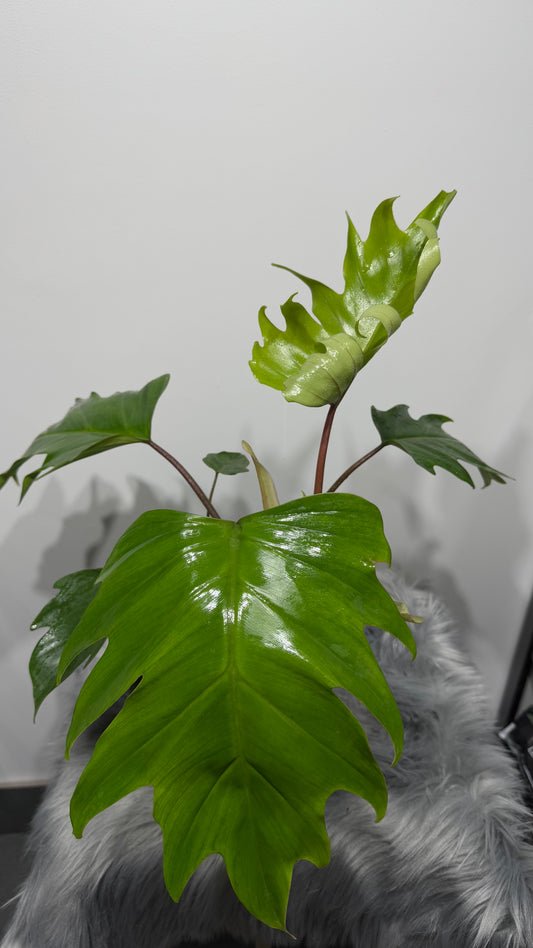 Philodendron mayoi