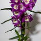 Dendrobium Orchid