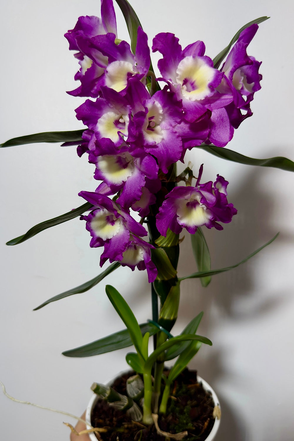 Dendrobium Orchid