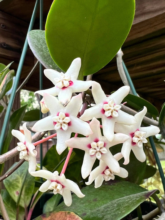 Hoya Australis Blondie mazie