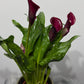 Zantedeschia 4