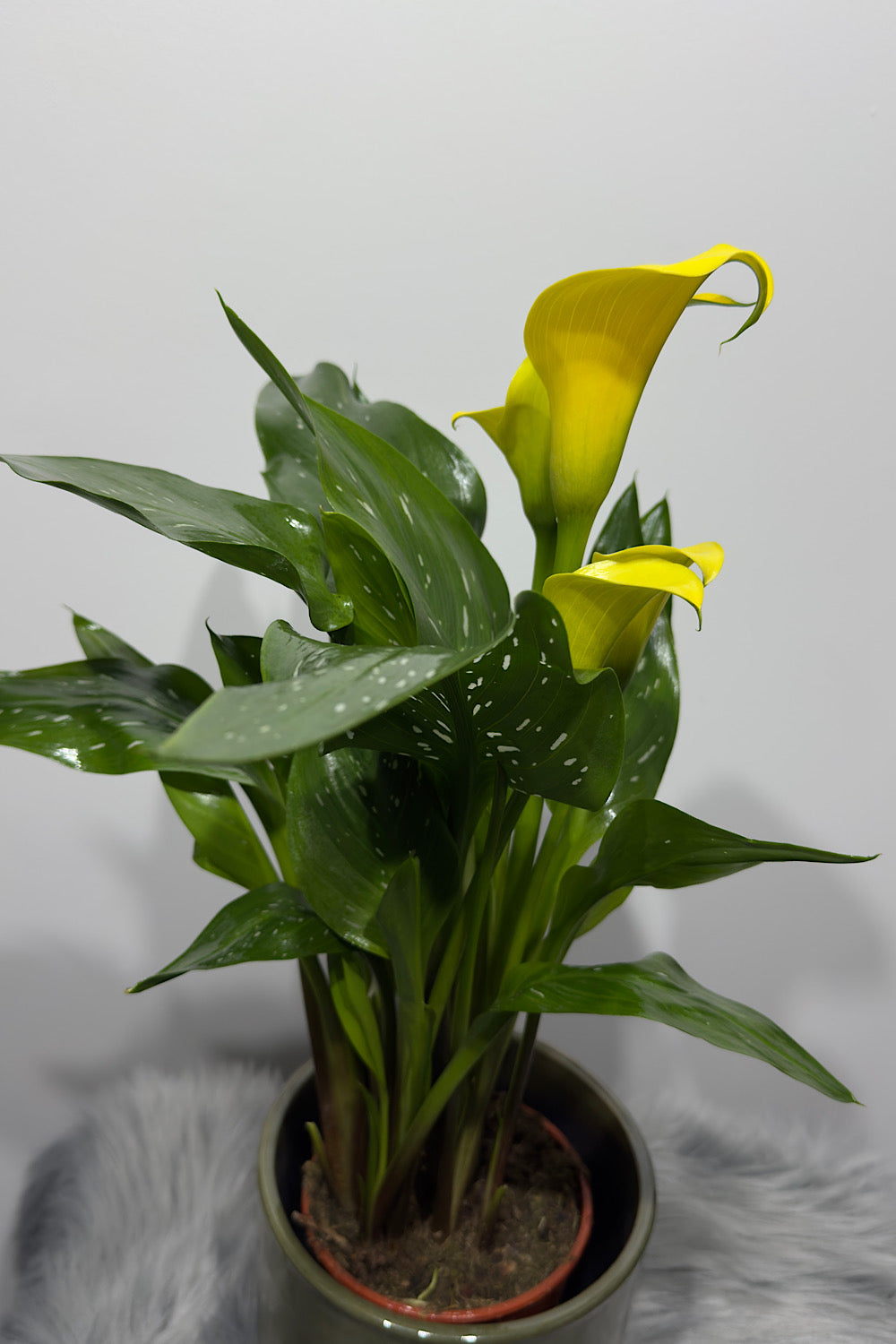 Zantedeschia 1