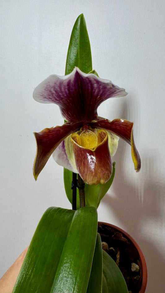 Orhideja Paphiopedilum Amerika 7