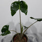 Alocasia Stingray