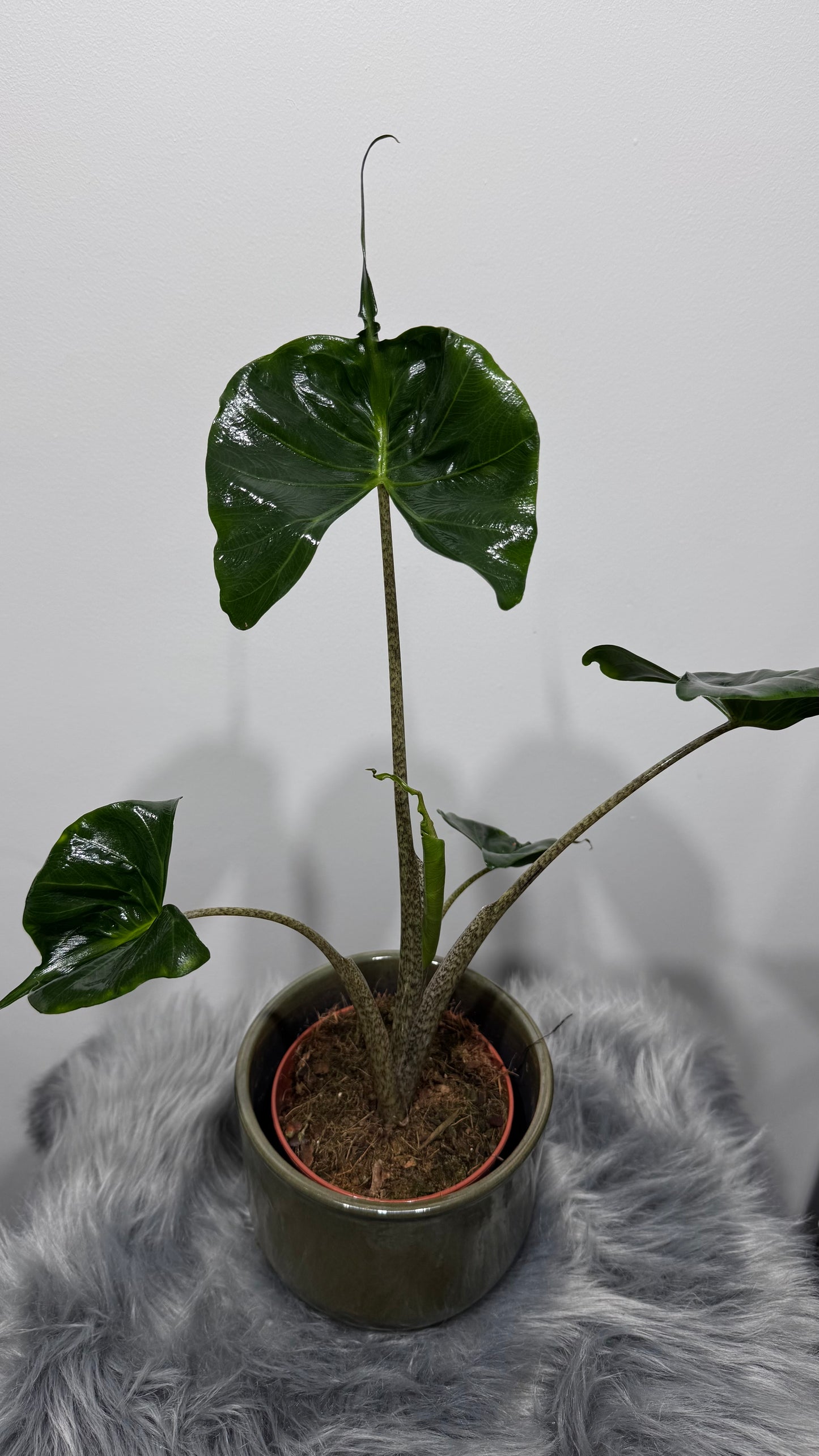 Alocasia Stingray