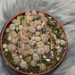 Lithops 5