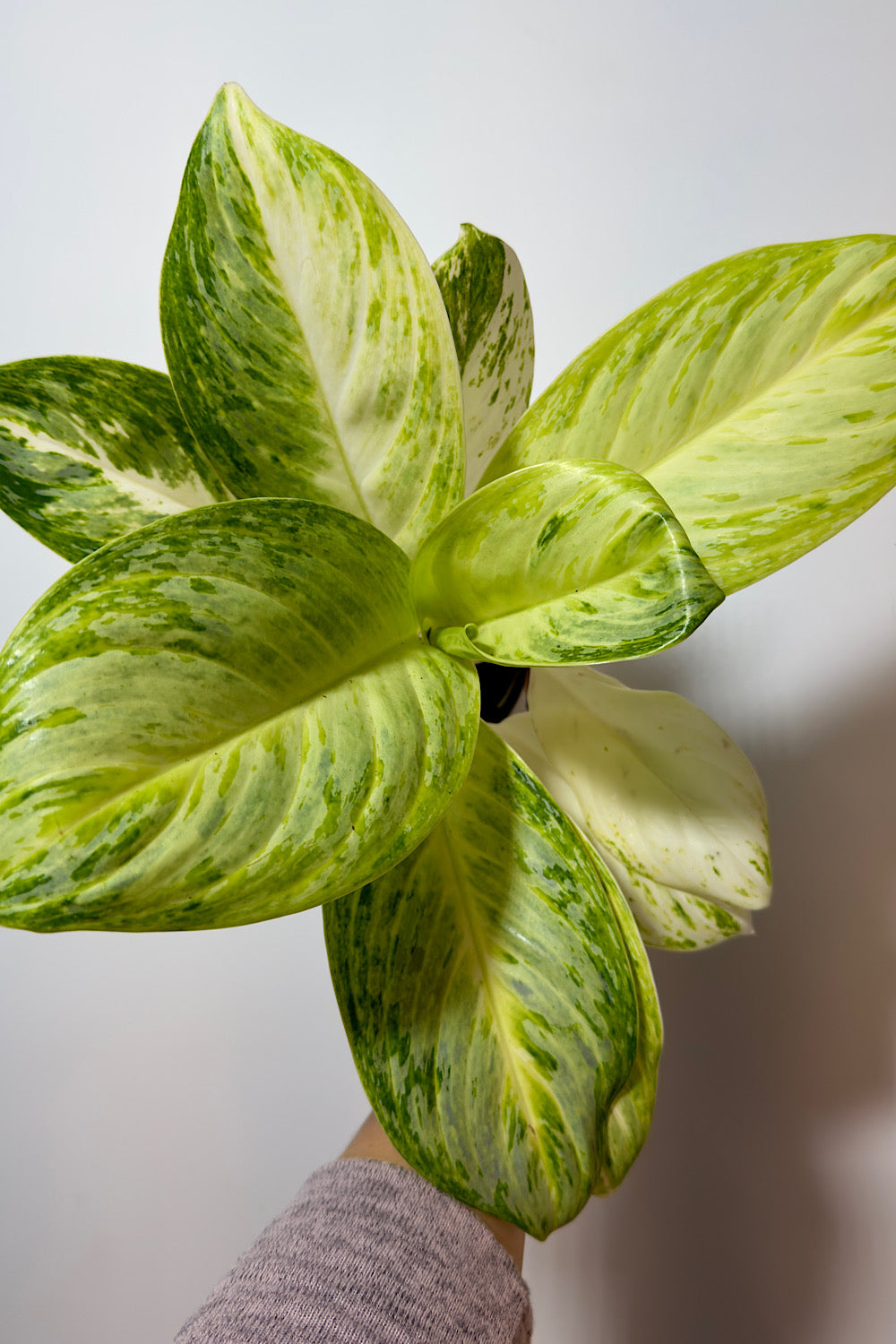 Aglaonema 7