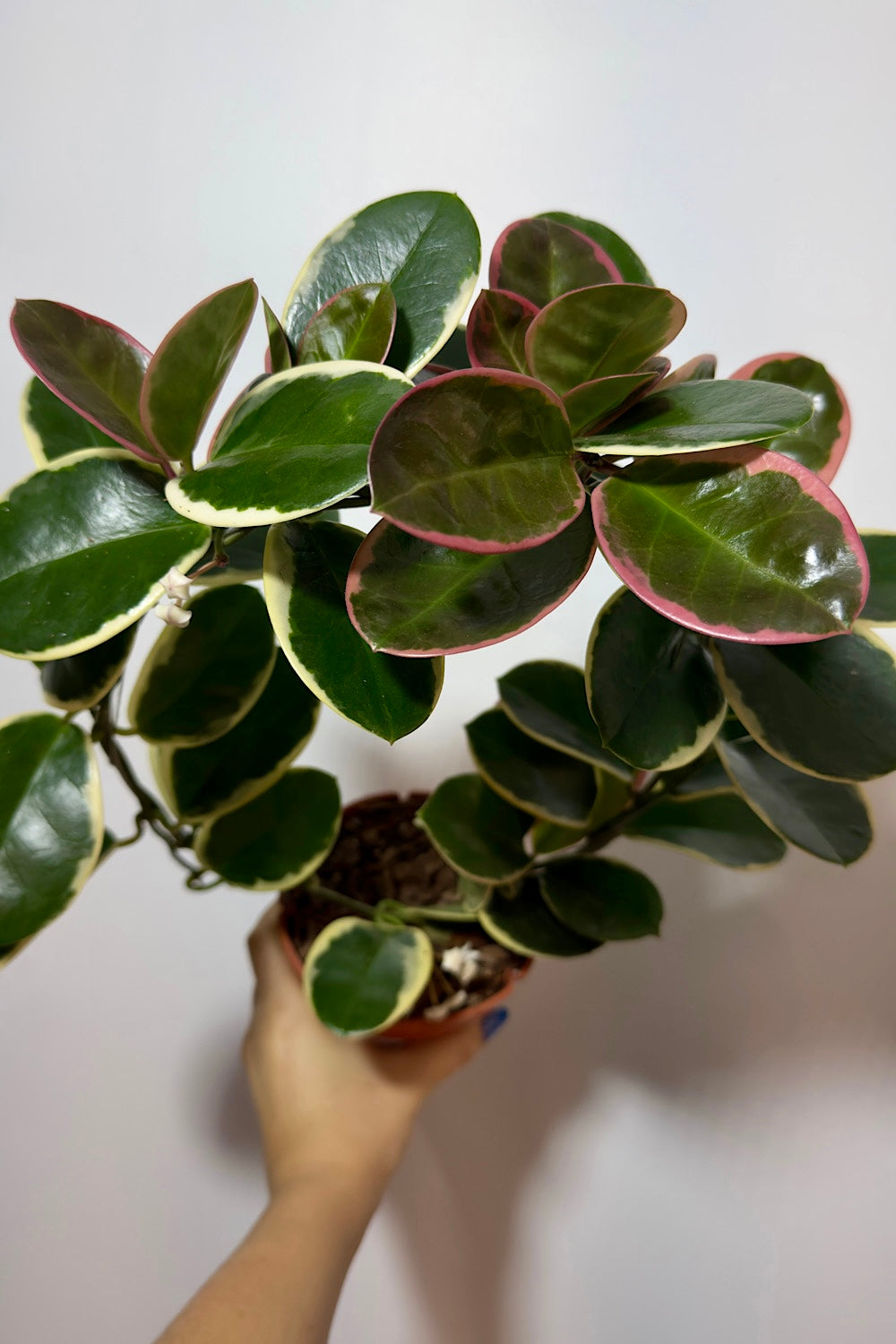 Hoya Australis Blondie