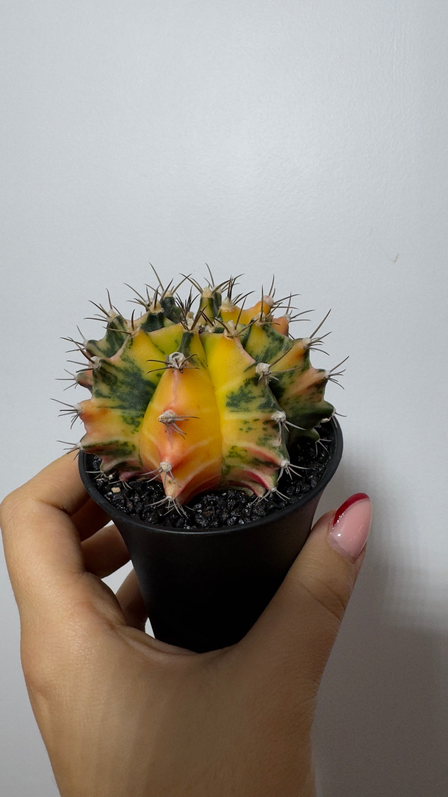 Gymnocalycium mihanovichii variegata