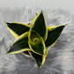 Sansevieria Black Star