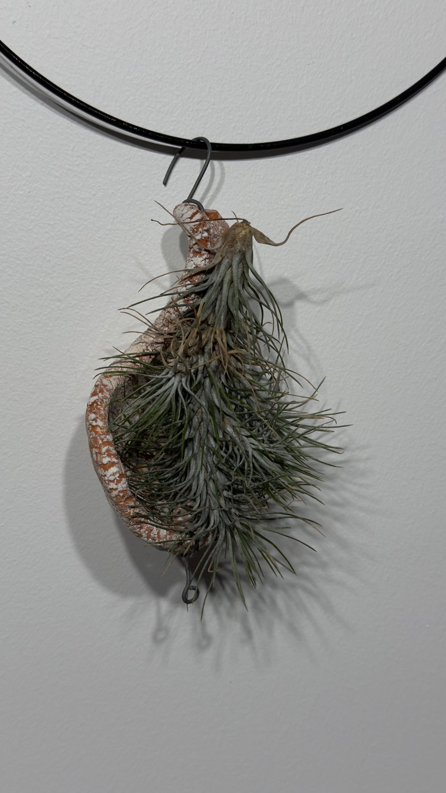 Gaisa augs Tillandsia Air plant 2 2