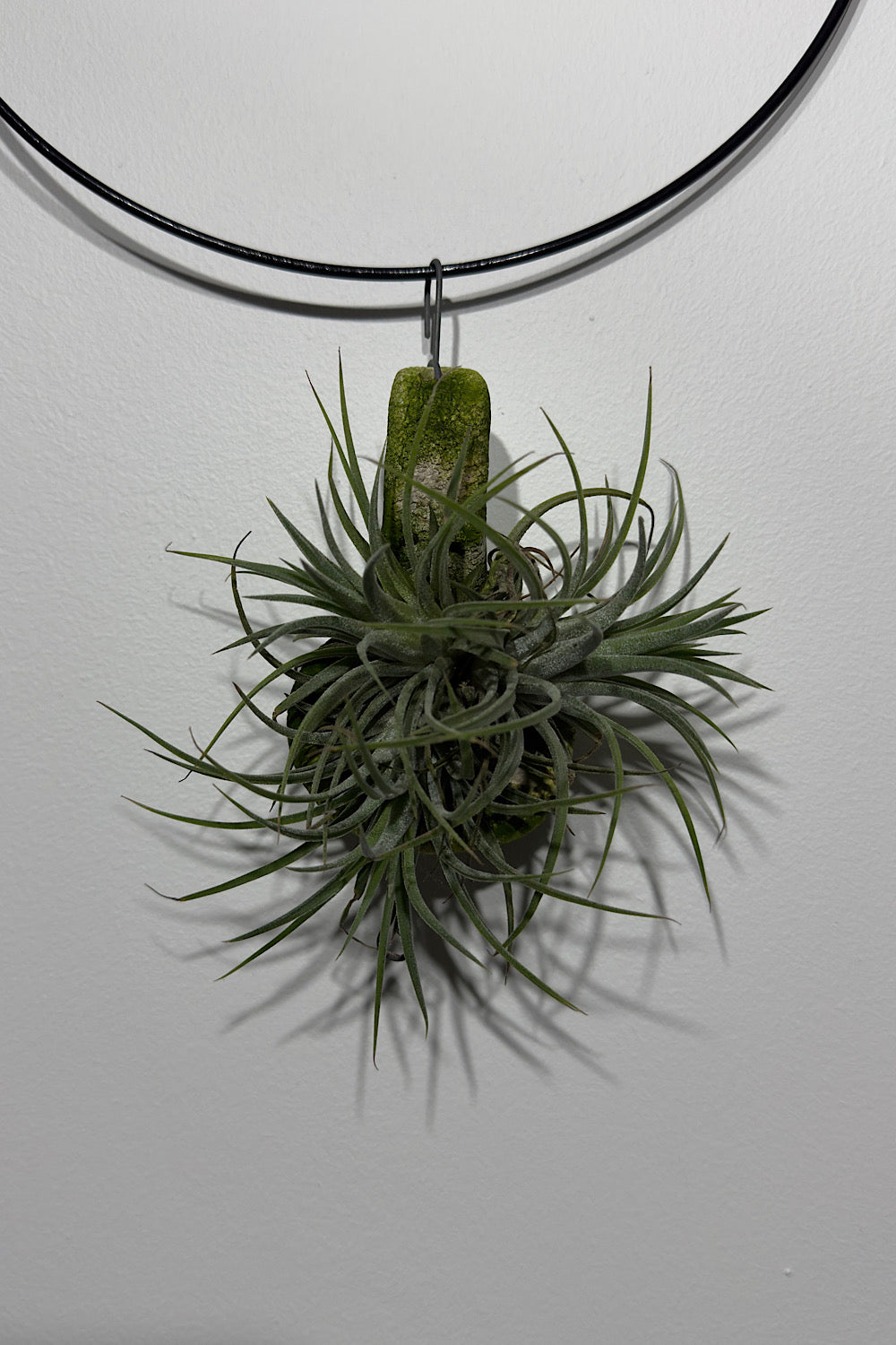 Gaisa augs Tillandsia Air plant 1 1