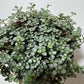 Pilea Glaucophylla Greyzy