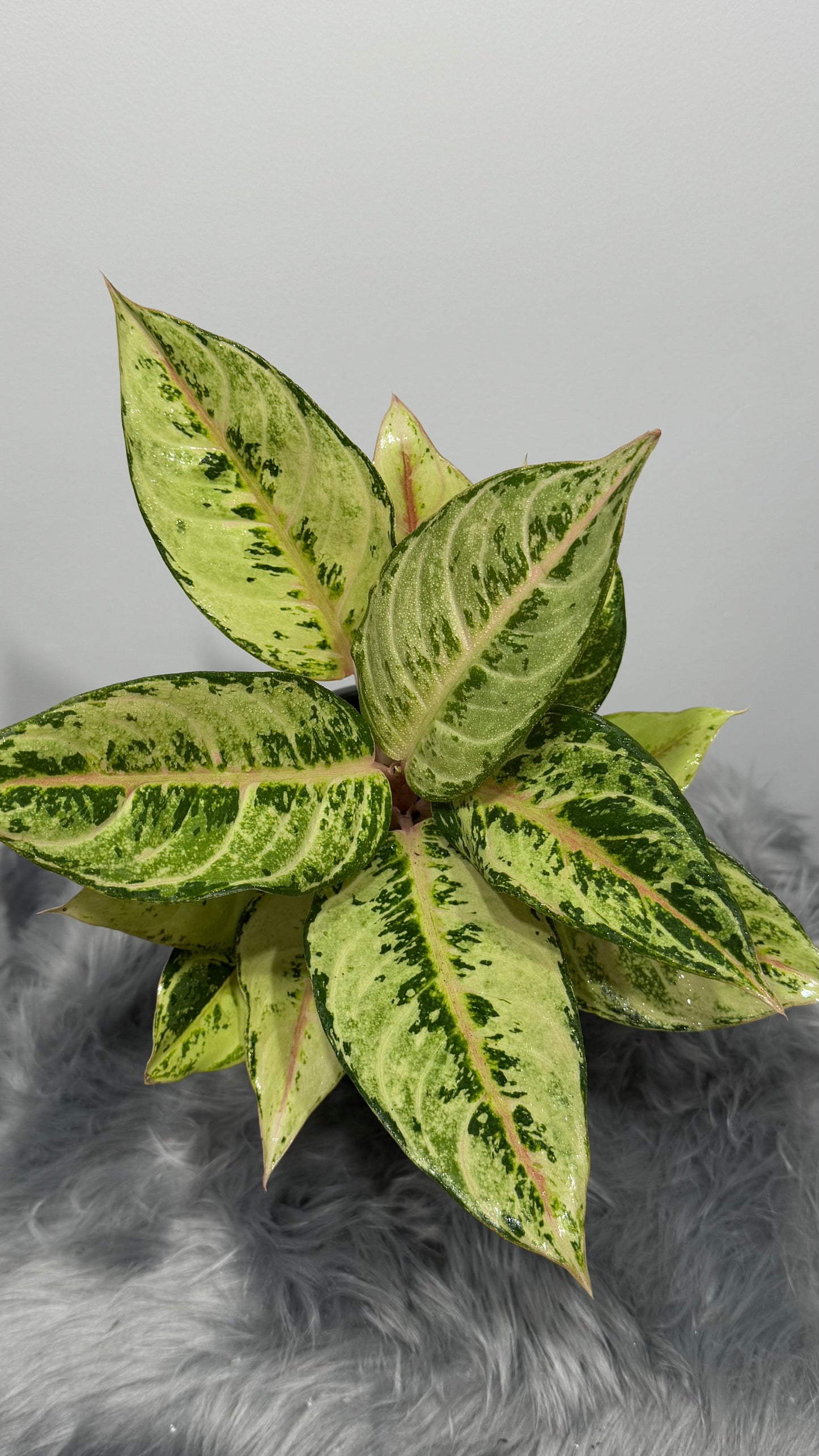 Aglaonema 4