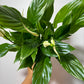 Spathiphyllum Bellini