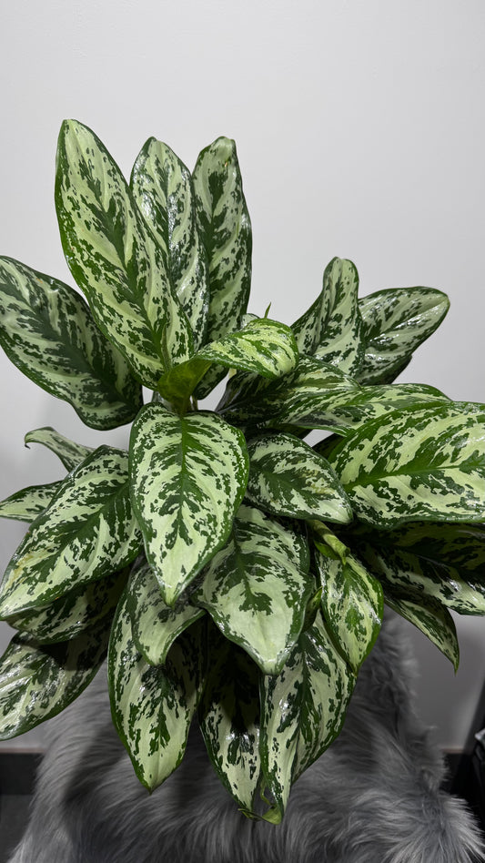 Aglaonema Laurel Green