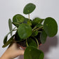 Pilea Peperomoides