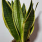 Sansevieria Black Gold