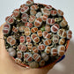 Lithops 6