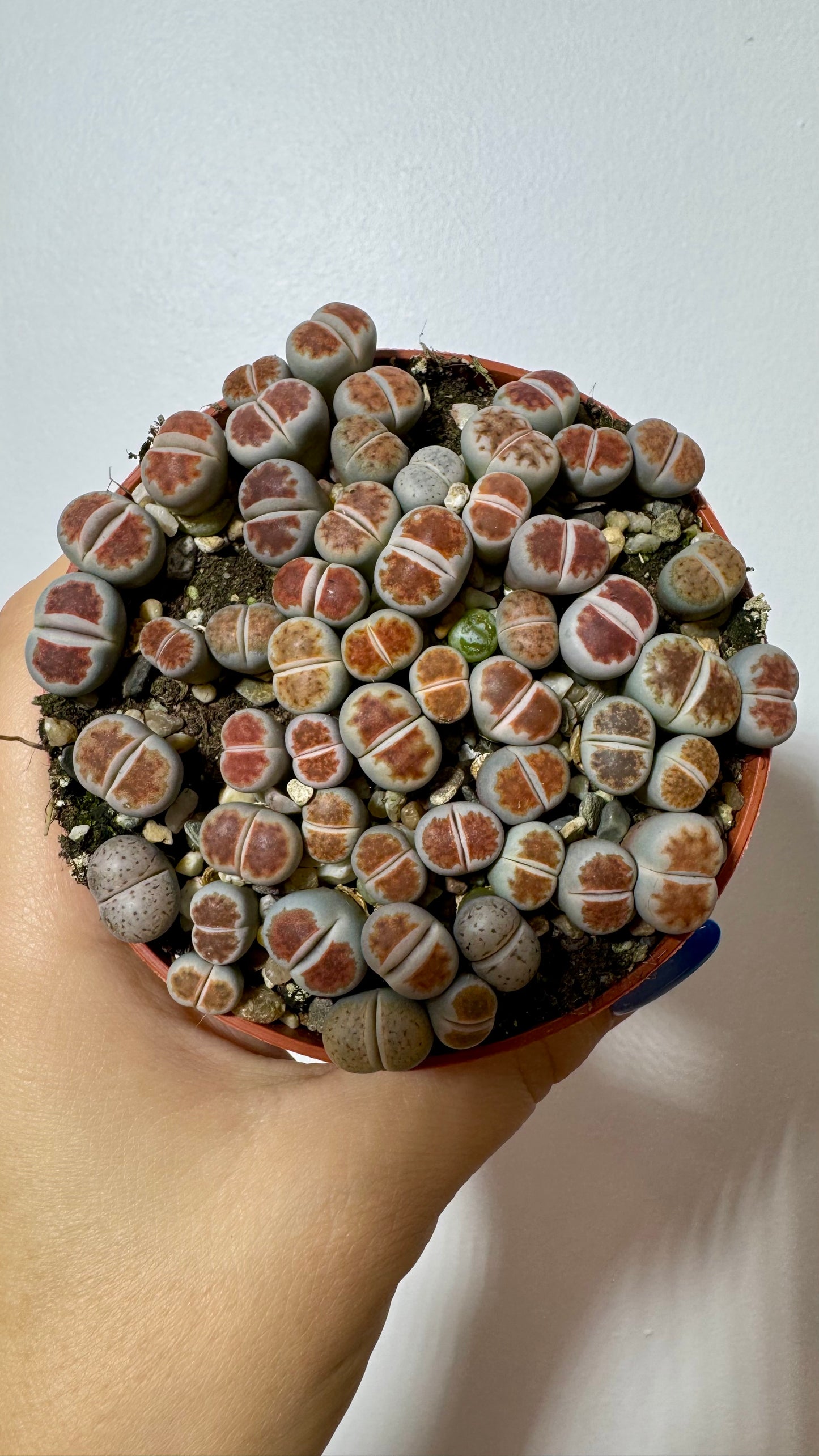 Lithops 6