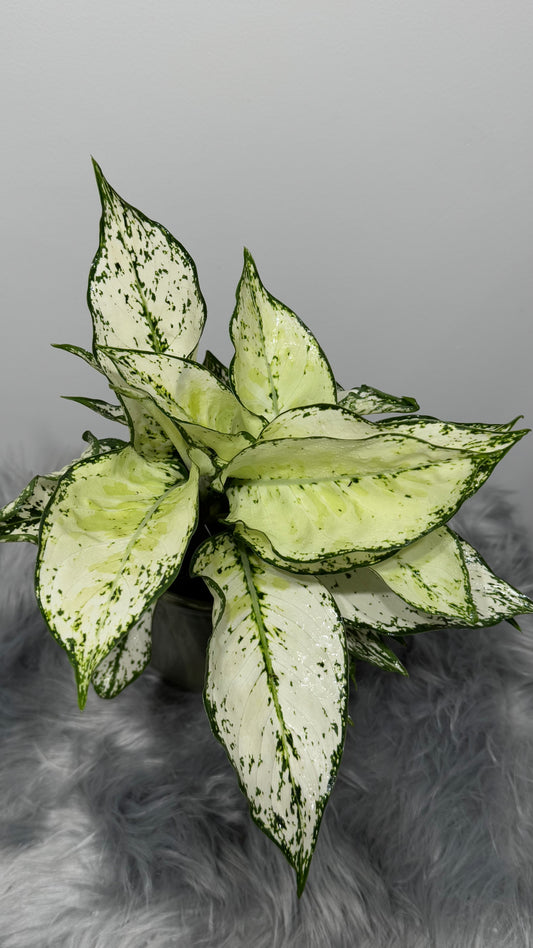 Aglaonema 5