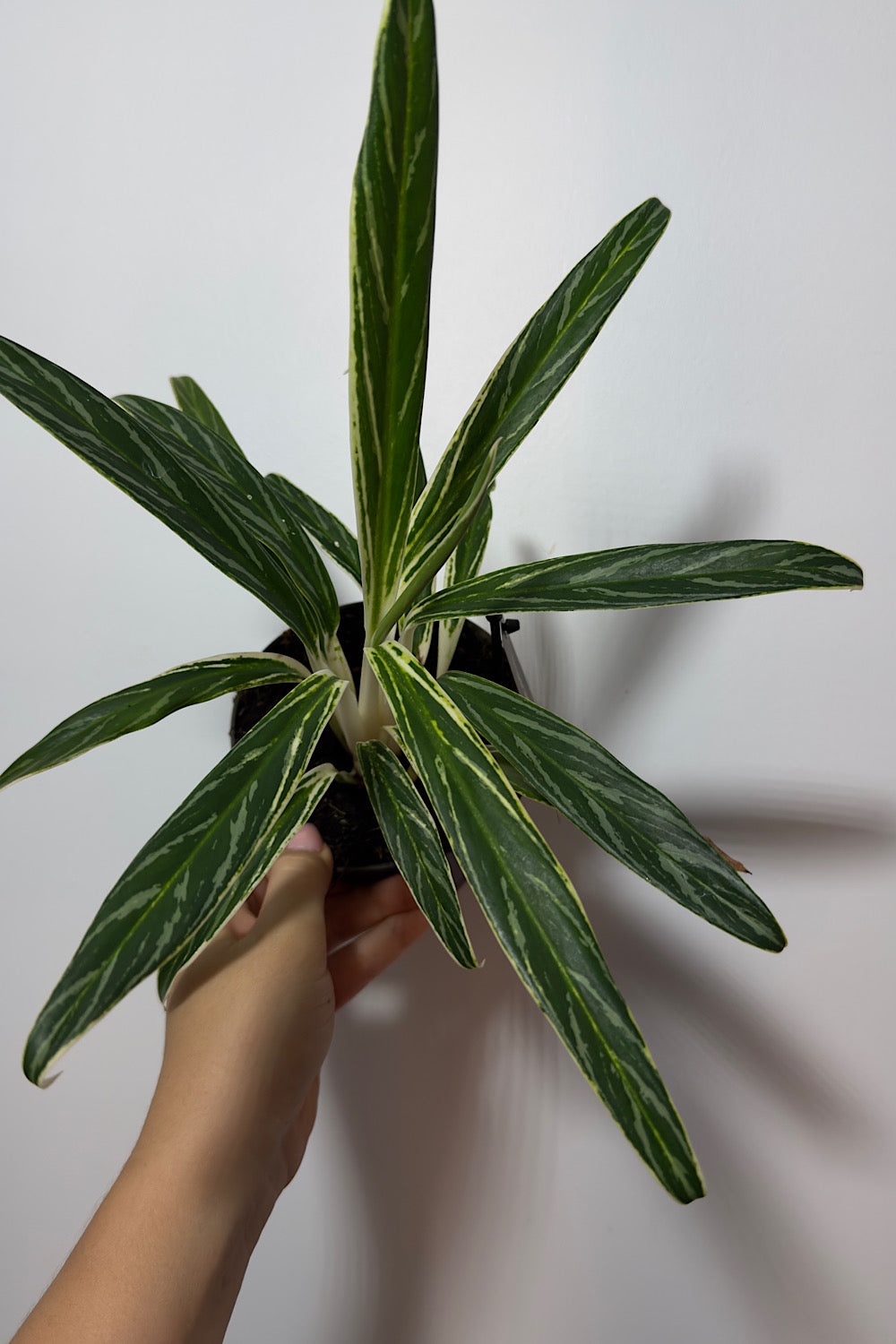 Aglaonema 1