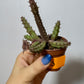 Stapelia 3