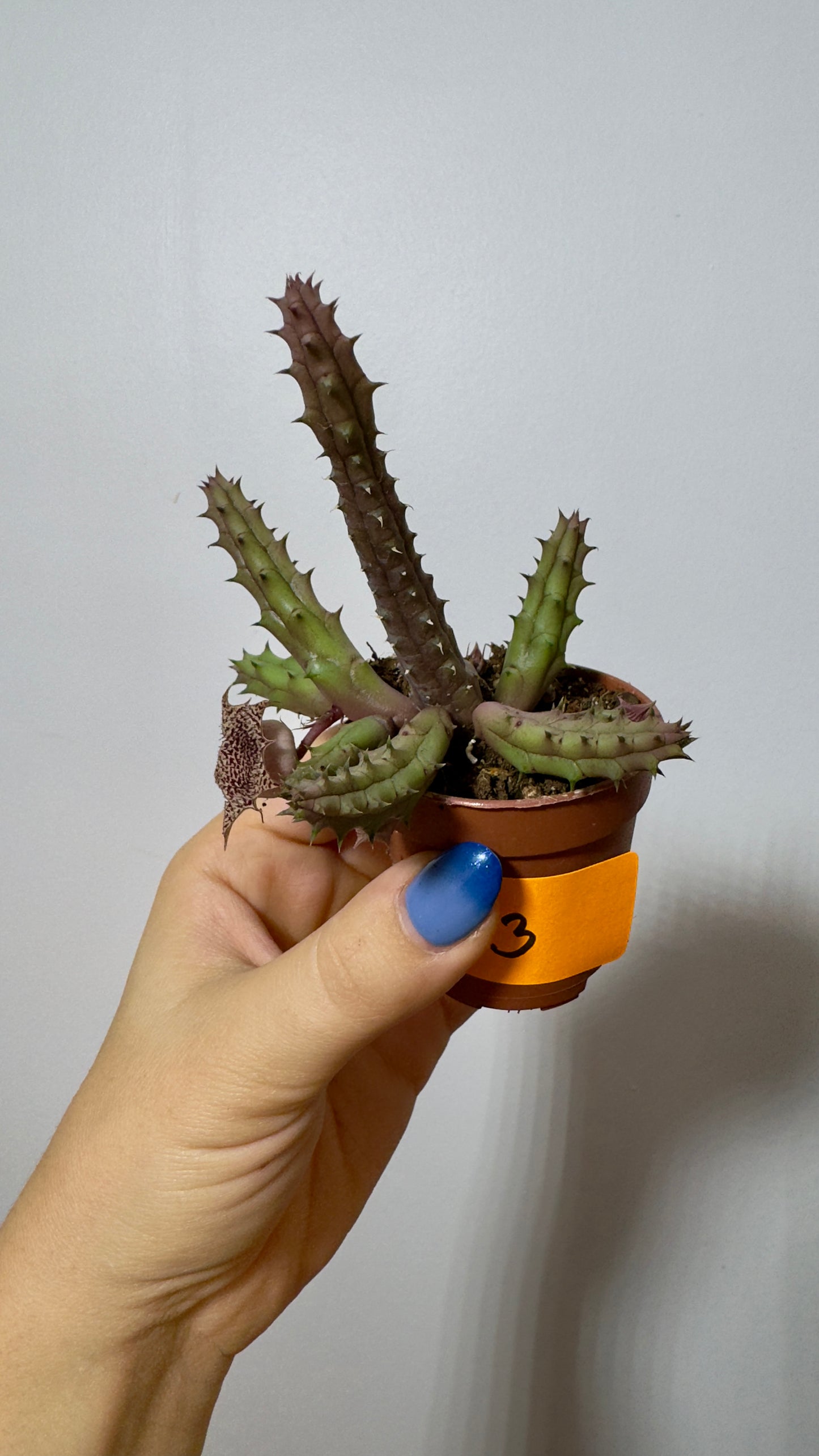 Stapelia 3