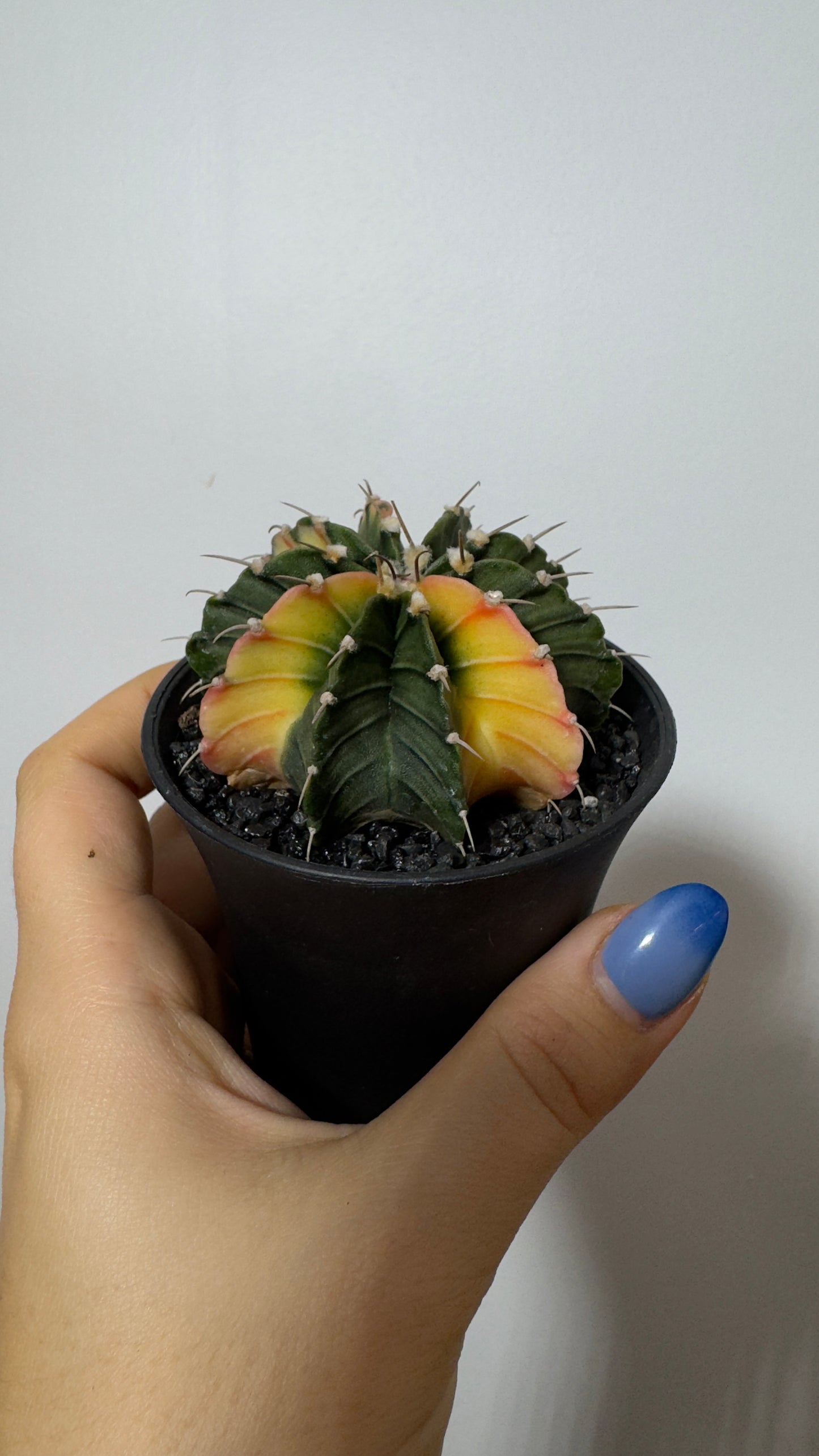 Gymnocalycium mihanovichii variegata